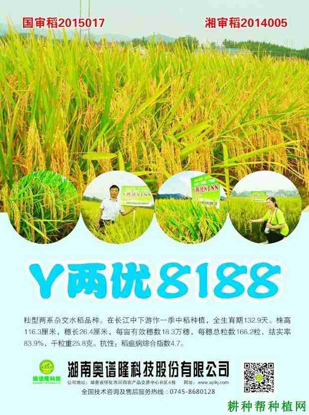 y两优808稻种价位(y两优系列水稻品种)